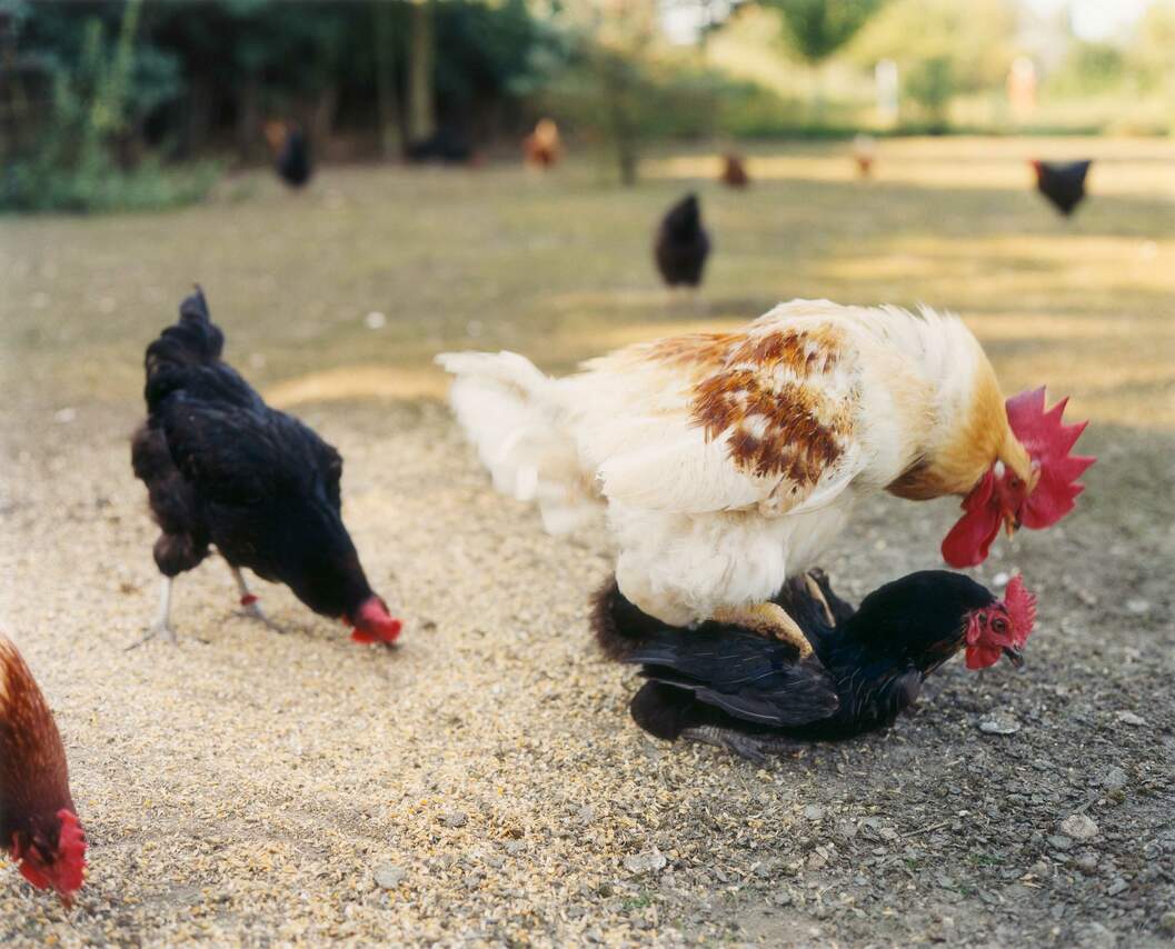  Hühner