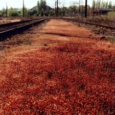 Dreifinger Steinbrech zwischen den Gleisen der ehemaligen Werksbahn
